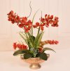 (image for) Miniature Red Orchids in Gold Vase