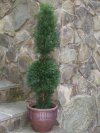 (image for) Cypress Cone and Ball Topiary TreeTP4CCB-80