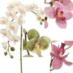 (image for) Orchids