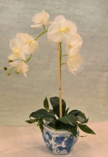 (image for) White Phalenopsis Orchid in blue Chinese Bowl AR351
