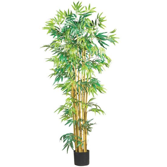 (image for) 5' Multi Bambusa Bamboo Silk Tree # NN5179 TEXT_CLOSE_WINDOW