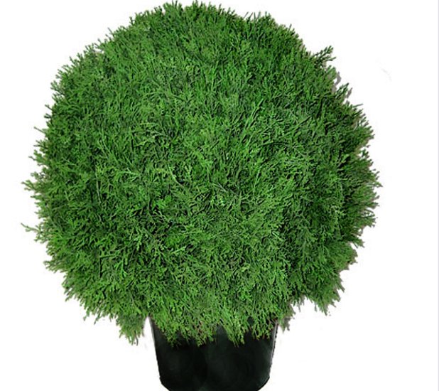 (image for) 24" Cedar Ball Topiary TEXT_CLOSE_WINDOW