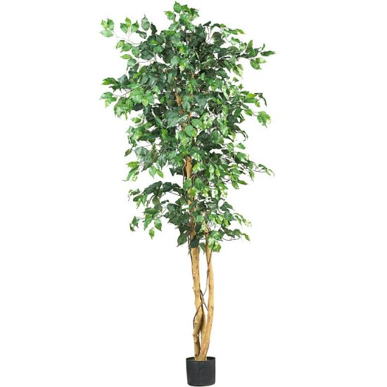 (image for) 6' Ficus Silk Tree # NN5209 TEXT_CLOSE_WINDOW