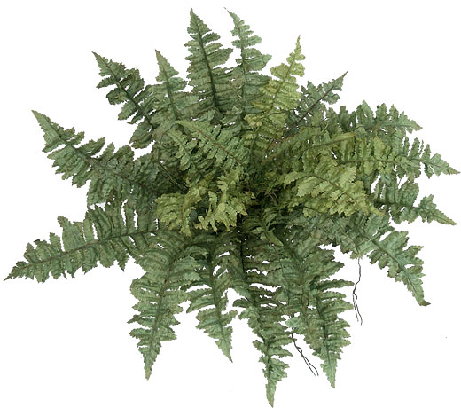 (image for) 28" RUFFLE FERN- S834XX TEXT_CLOSE_WINDOW