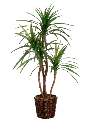 (image for) Yucca Tree Silk Plant and Greenery GRWT4356 TEXT_CLOSE_WINDOW