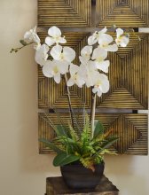 White Orchids with Fern and Foliage 0156