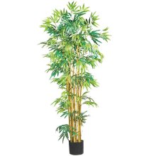 5' Multi Bambusa Bamboo Silk Tree # NN5179