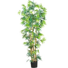 6' Multi Bambusa Bamboo Silk Tree # NN5214