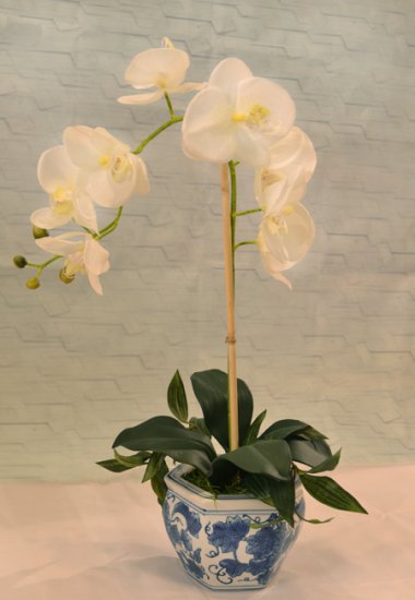 (image for) White Phalenopsis Orchid in blue Chinese Bowl AR351 TEXT_CLOSE_WINDOW