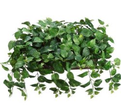 Green and White Faux Ledge Plant GRWP 7689