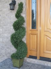 4 Ft. Rosemary Spiral Topiary TreeTP4RS-150