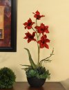 (image for) Red Orchid with Succulents in Black Vase 0153