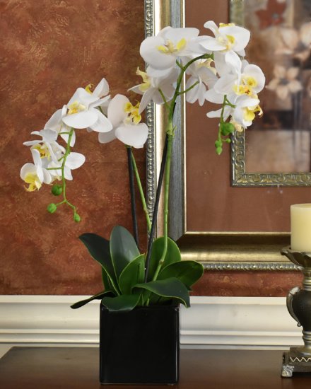 (image for) White Phaleanopsis Orchids in Black Vase O162 TEXT_CLOSE_WINDOW