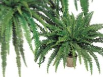 (image for) SILK FERNS-ARTIFICIAL FERNS