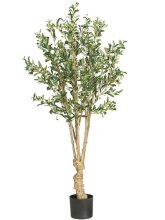 5' Olive Silk Tree # NN5258