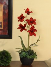 Red Orchid with Succulents in Black Vase 0153