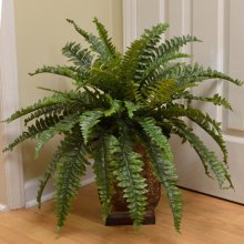 (image for) Boston Fern Silk Plants GR162