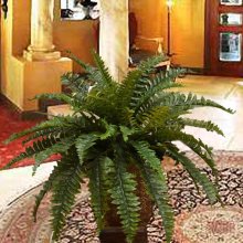 (image for) Boston Silk Fern in Metal Planter GR172