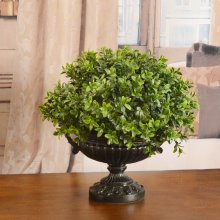 (image for) Boxwood in Pedestal Vase GR184