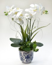 (image for) White Orchids in Blue and White Vase O168