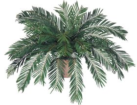 (image for) 54" CYCAS BUSH- S10036XX