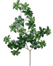 (image for) 26" PITTOSPORUM- S10925XX