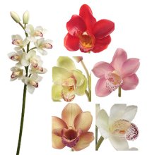 (image for) 26" CYMBIDIUM SILK ORCHID STEMS- S16248 ( 6 Piece Min.)