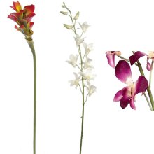 (image for) 37" DENDROBIUM-S16256 (6 piece min)