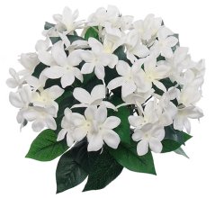 (image for) STEPHANOTIS BUSH- S7155 (12 piece min)