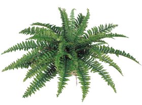 (image for) 34" BOSTON FERN- S812XX