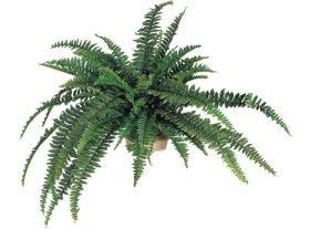 (image for) 48" BOSTON FERN- S815XX