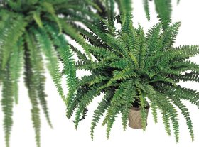 (image for) 48" BOSTON FERN- S817XX