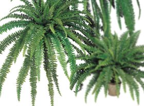 (image for) 82" BOSTON FERN- S818XX