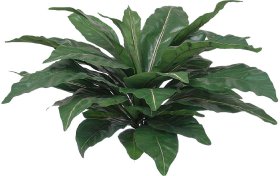 (image for) 34" BIRDS NEST FERN- S829XX