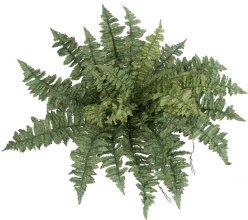 (image for) 28" RUFFLE FERN- S834XX