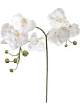 (image for) PHALAENOPSIS- S9072 (12 piece min)