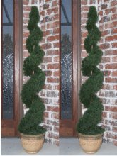 (image for) Set of 2- 4 Ft. Cedar Spiral Topiary Tree TP2-4CY-180