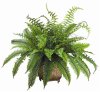 (image for) 4" Fern in Metal Planter GR-WP720