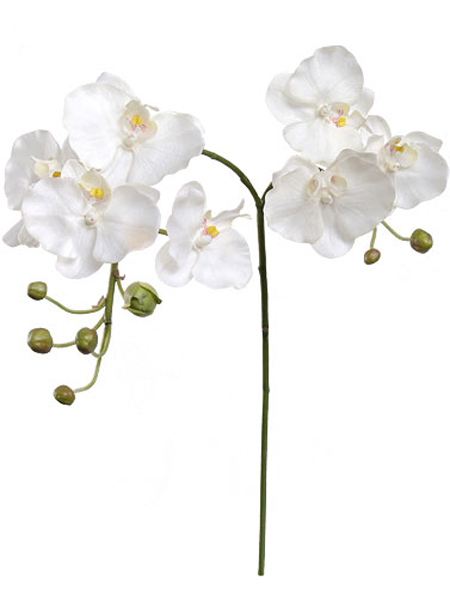 (image for) PHALAENOPSIS- S9072 (12 piece min) TEXT_CLOSE_WINDOW