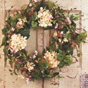 Cream Hydrangea Wreath WS2105